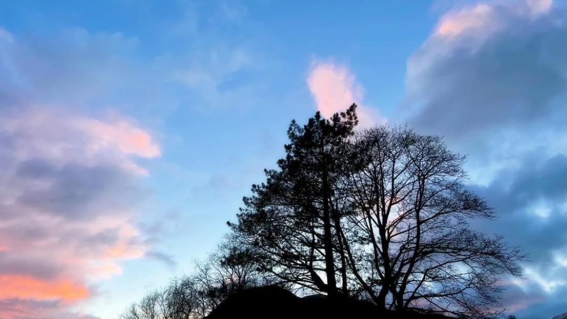 Silhouetted trees against a blue sky with pink and grey clouds.