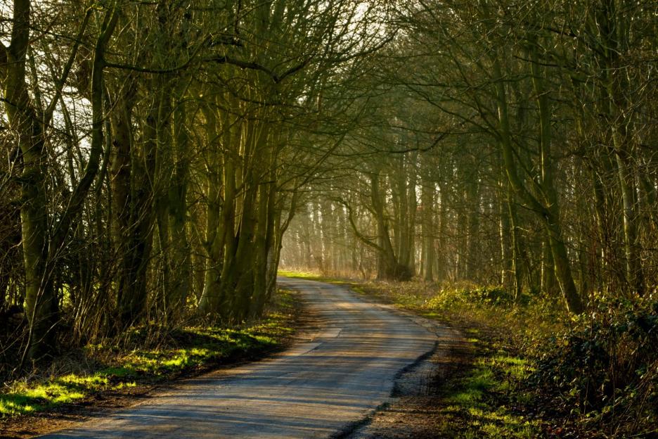 A winding road through a forest with sunlight filtering through the bare trees.