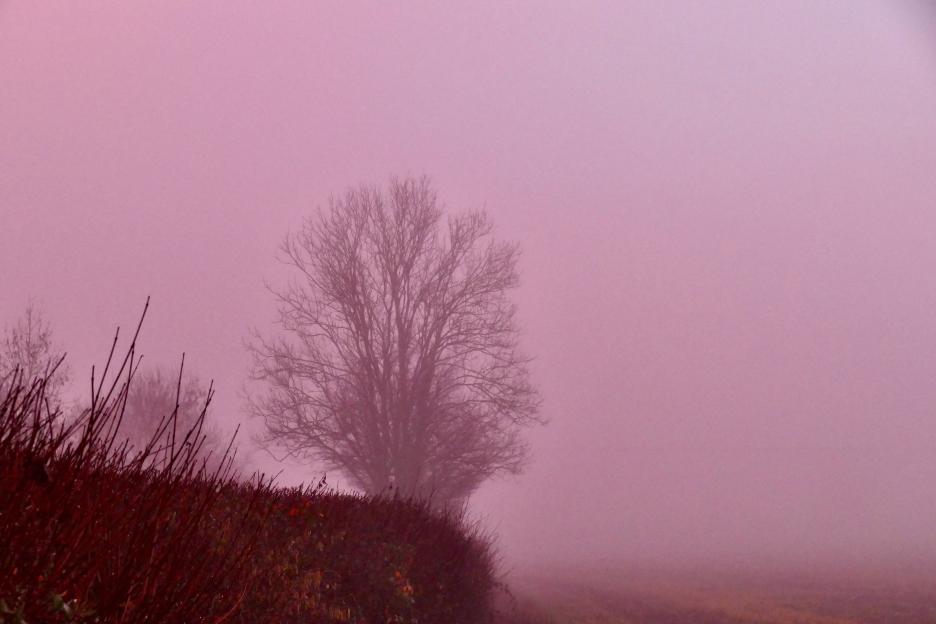 Seasonal weather, pink fog, Dunsden, Oxfordshire, UK - 17 Dec 2025