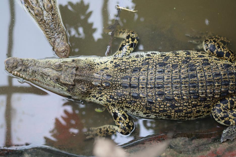 Zoo Reopens Nine Days After Boy, 3, Was Thrown into Crocodile Pit by Man with Learning Difficulties