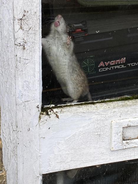 NINTCHDBPICT001072450798