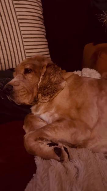 A light brown dog lies curled up on a white fluffy blanket.