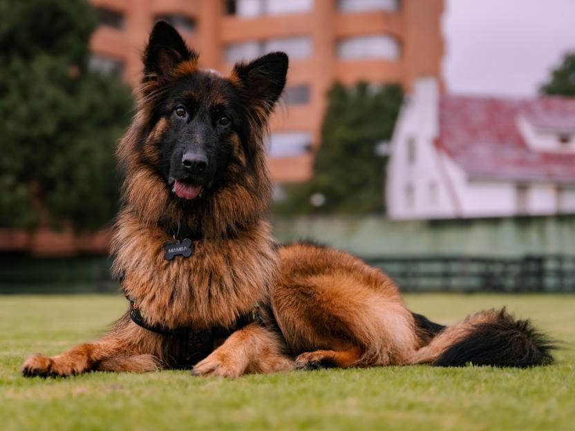 KPHN76 An Old English Sheepdog standing in a garden. Copyright: Alamy