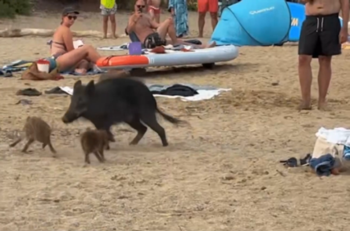 A wild boar and two piglets walk among beachgoers on a sandy beach.