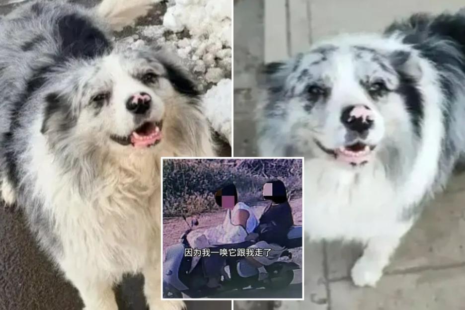 Influencer's Dog Tragically Eaten After Being Mistaken for a Stray and Sold to a Restaurant for Just £19