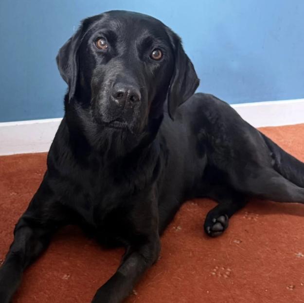 Dog rescued from Ben Nevis suspected to have eaten discarded cannabis