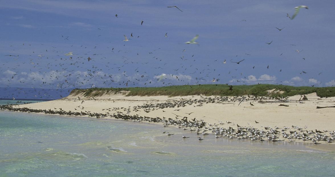 Crested terns and noddies on Michaelmas Cay Island, Australia.