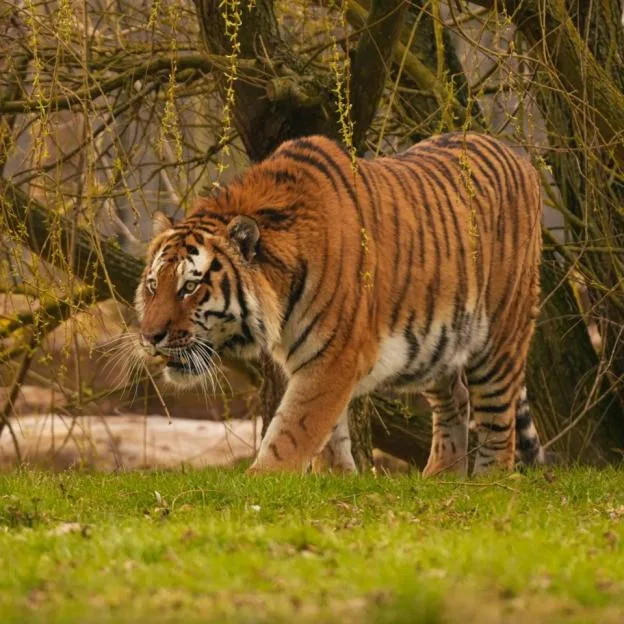 An adult Amur tiger walks through a grassy enclosure in front of trees.
