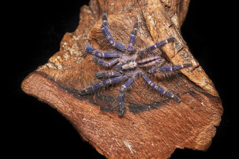 A blue Poecilotheria metallica spider on old wood against a black background.