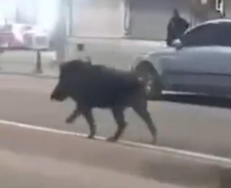 VIDEO: Wild boar injures three after tearing through city ¿like a tank¿