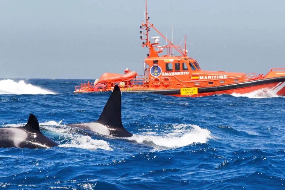 Orca Attack: Yacht Sunk as Whale Pod Rams Three Boats Off the Coast of Spain