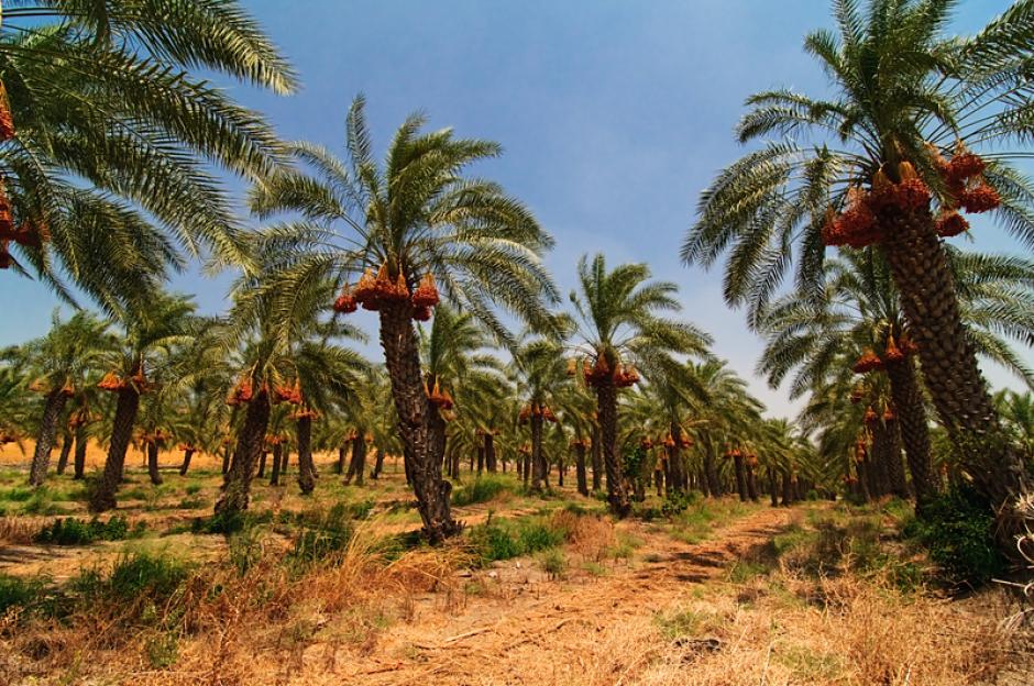 Jigawa Aims to Grow 10,000 Date Palms to Boost Export Potential