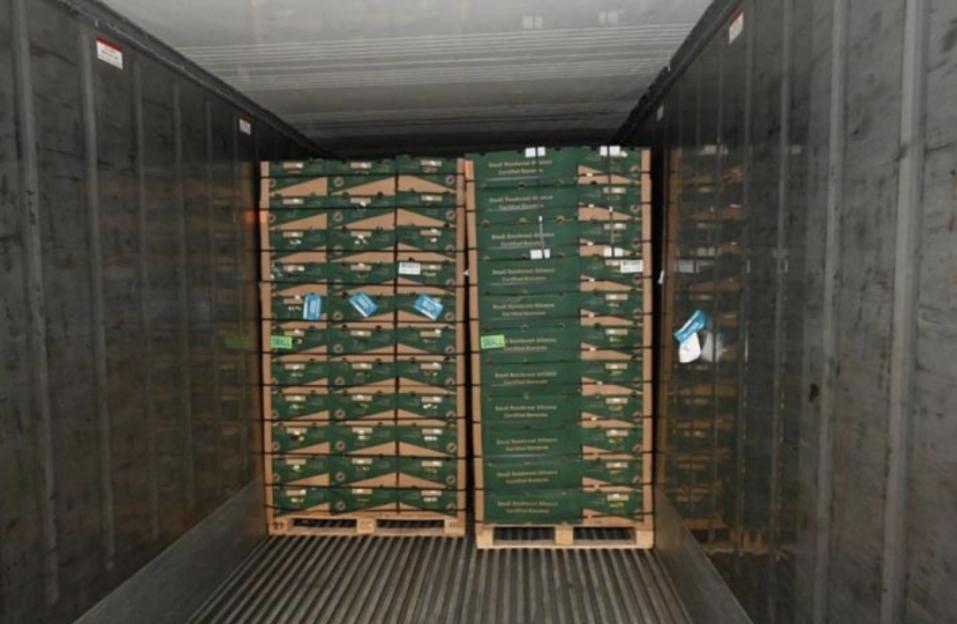 Inside a shipping container, two tall stacks of green banana boxes are visible, with some white packages of cocaine visible on the right.