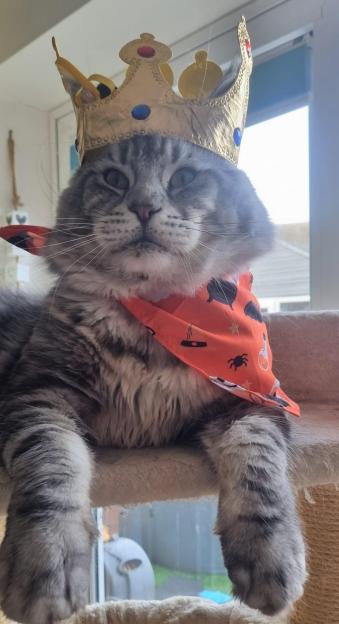 Marley the Cat wearing a gold crown and an orange Halloween bandana.