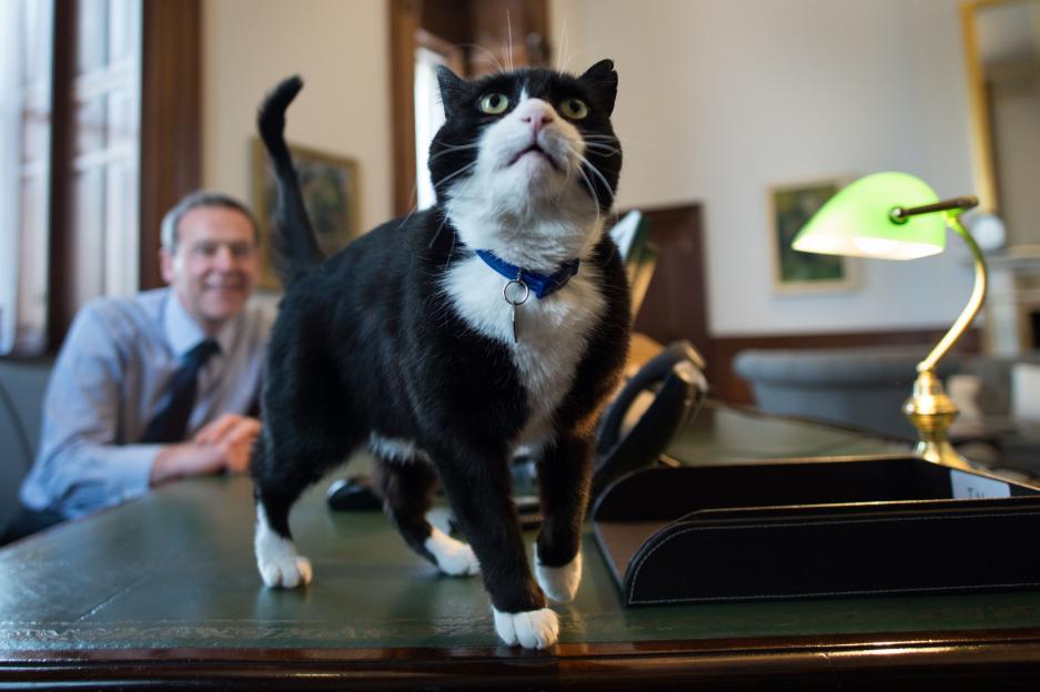 'Farewell to Palmerston: Beloved UK Chief Mouser Cat Passes Away at 12, as Larry Leads Tributes'