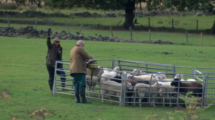 Two people and a group of sheep in a fenced enclosure in a grassy field.