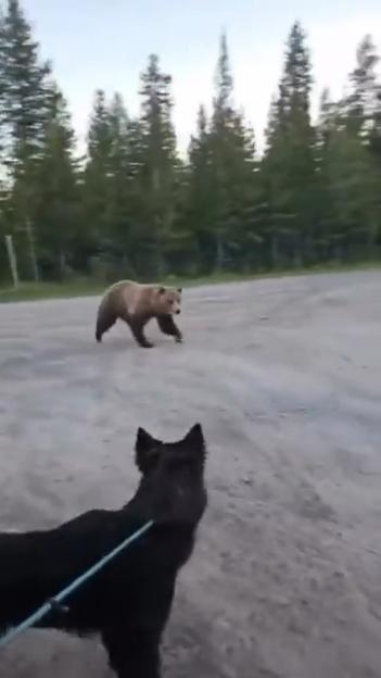 Heart-Pounding Encounter: 300kg Grizzly Bear Stalks Hiker and Her Dog Before Charging as She Yells ‘Get Away!’