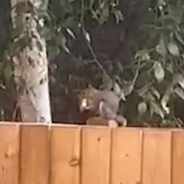 Squirrel Spotted 'Vaping' in UK Park: Experts Warn Animals Are Attracted to 'Fruity' E-Cigarettes