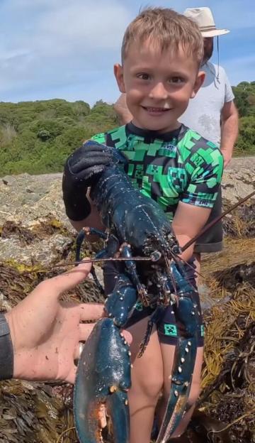 VIDEO: British family shocked to find rare BLUE lobster ¿ a one in two million chance ¿ on beach