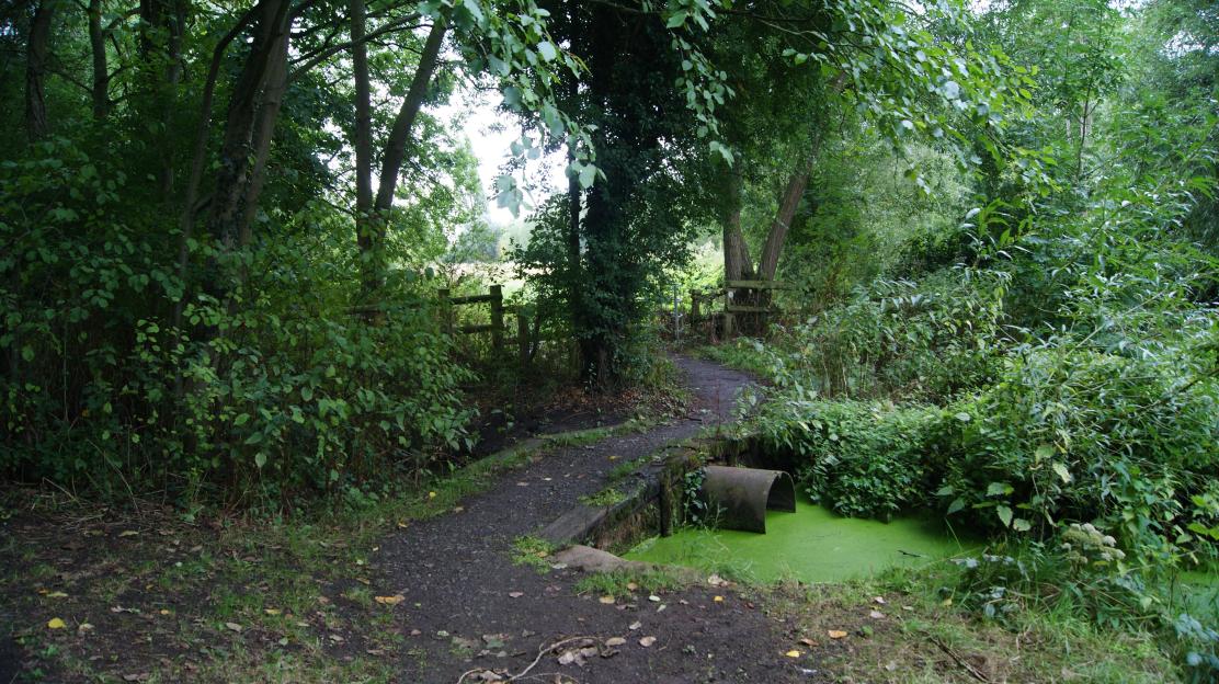 River Leam in Newbold Comyn country park with a path leading to a wooden fence and a culvert over stagnant water covered in green algae.