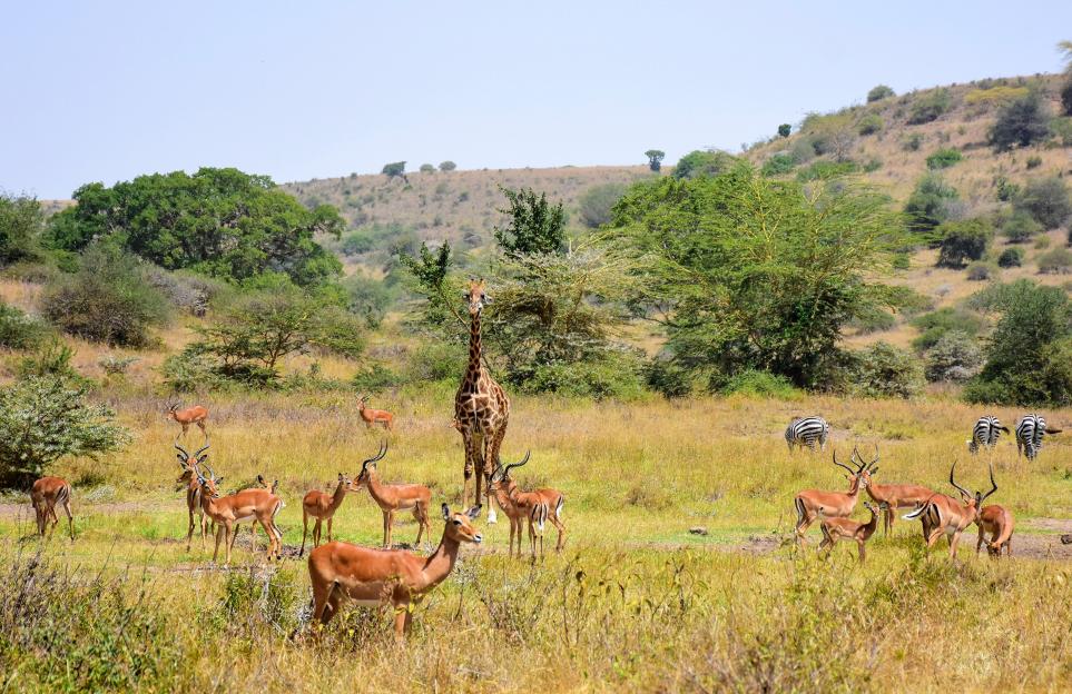 One itinerary offers breathtaking views of Kenya