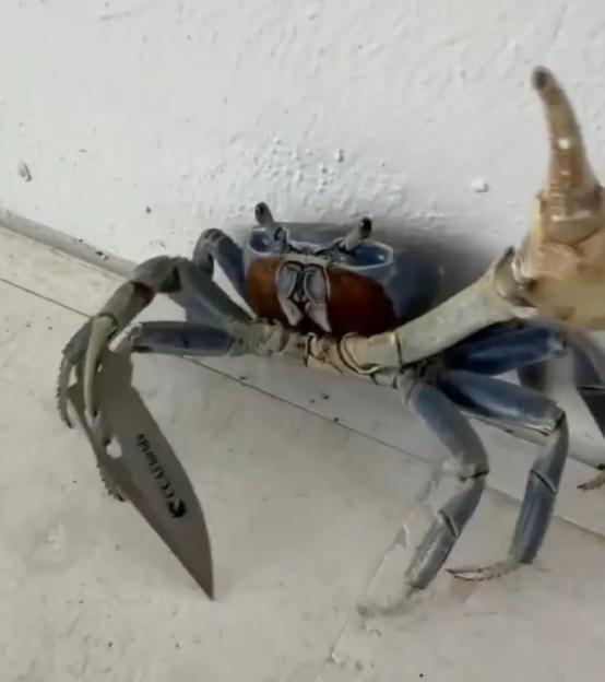 Wild moment knife-wielding ‘gangster’ CRAB tries to attack man and his dog as critter takes swipe at terrified pooch