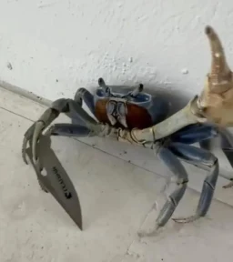 Wild moment knife-wielding ‘gangster’ CRAB tries to attack man and his dog as critter takes swipe at terrified pooch