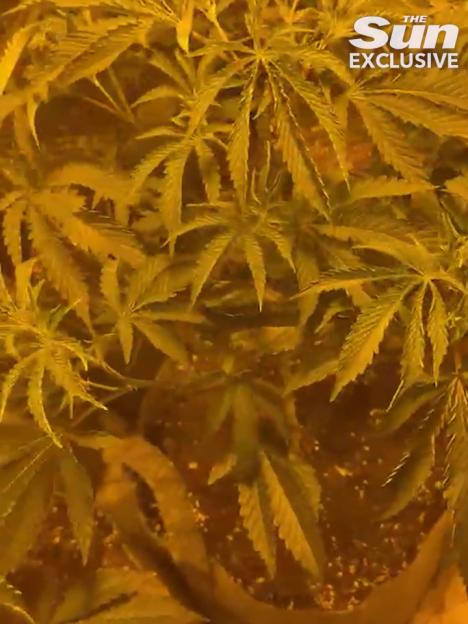 Cannabis plants growing in pots under yellow lights.