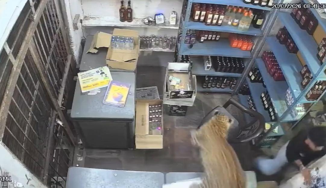 'Terrifying Encounter: Leopard Storms into Liquor Store, Chasing Worker Behind the Counter!'