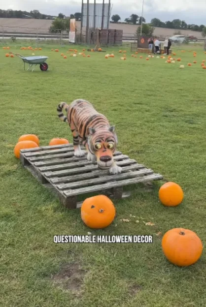A toy tiger stands on a wooden pallet in a sparse pumpkin patch, surrounded by a few pumpkins on the grass.