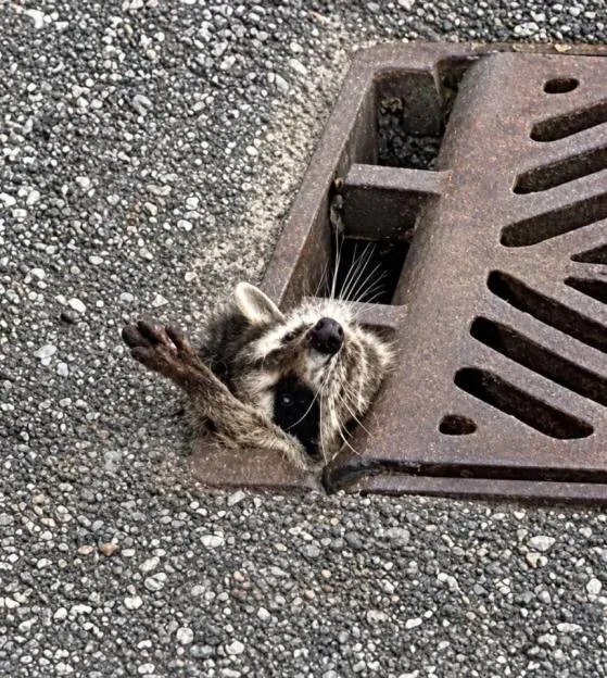 Hapless raccoon rescued by police after getting head stuck in drain