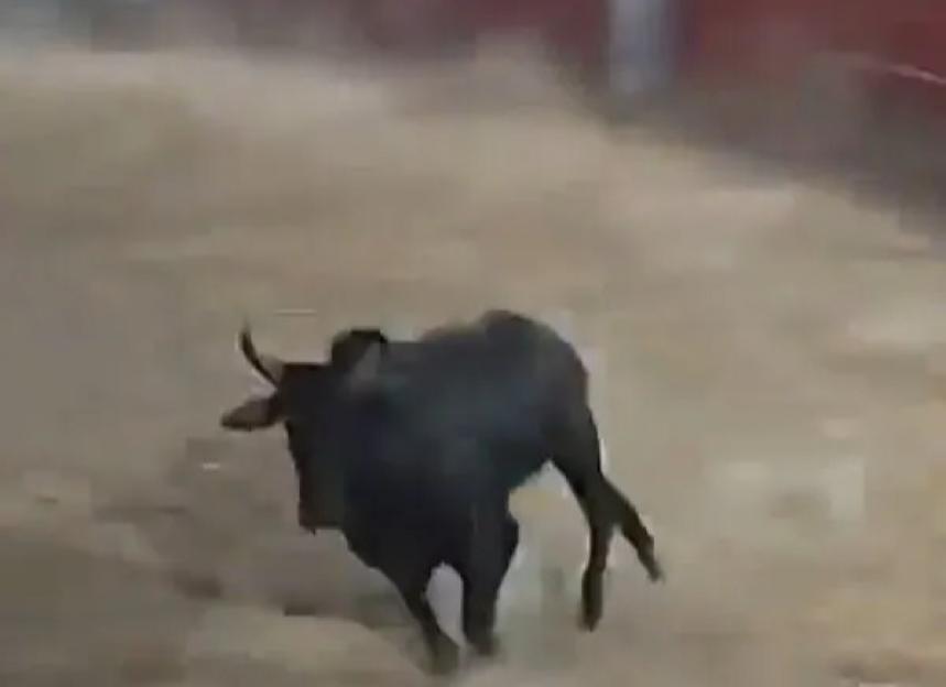 Terrifying Bull Jumps Barrier, Sending Spectators Fleeing in Panic!
