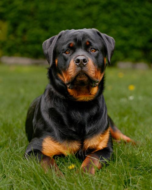 A black and tan Rottweiler lying in green grass.