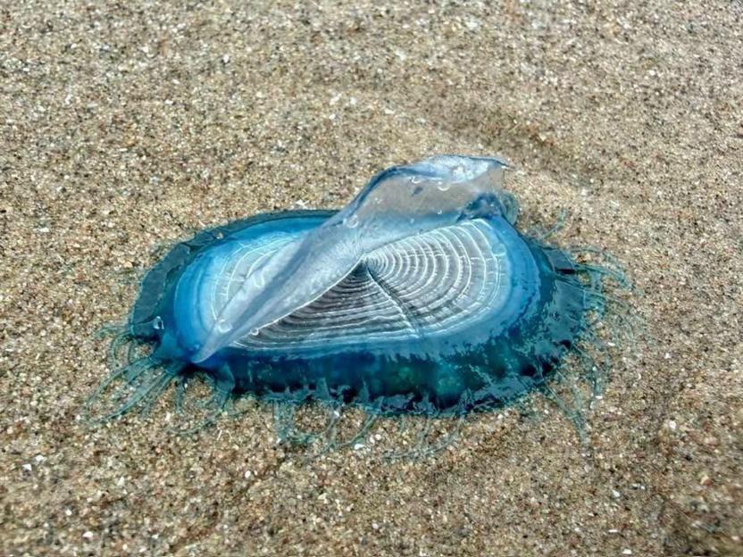 Mysterious Blue Sea Creatures Flood Popular UK Beach – Can You Identify Them?