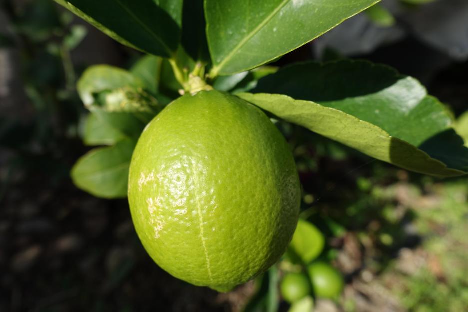 Citrus latifolia or Tahitian Limes growing on a tree