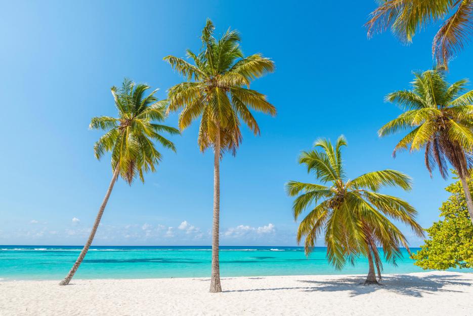 Palm trees on a white sandy beach next to turquoise water with a clear blue sky.