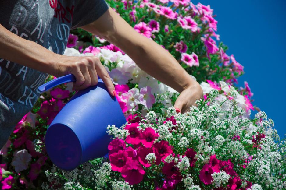 '7 Quick-Blooming Flowers to Plant in May for a Vibrant Summer Garden'