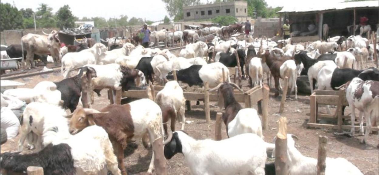 Eid-el-Kabir: Ram Prices Surge as Muslims Gear Up for Festivities
