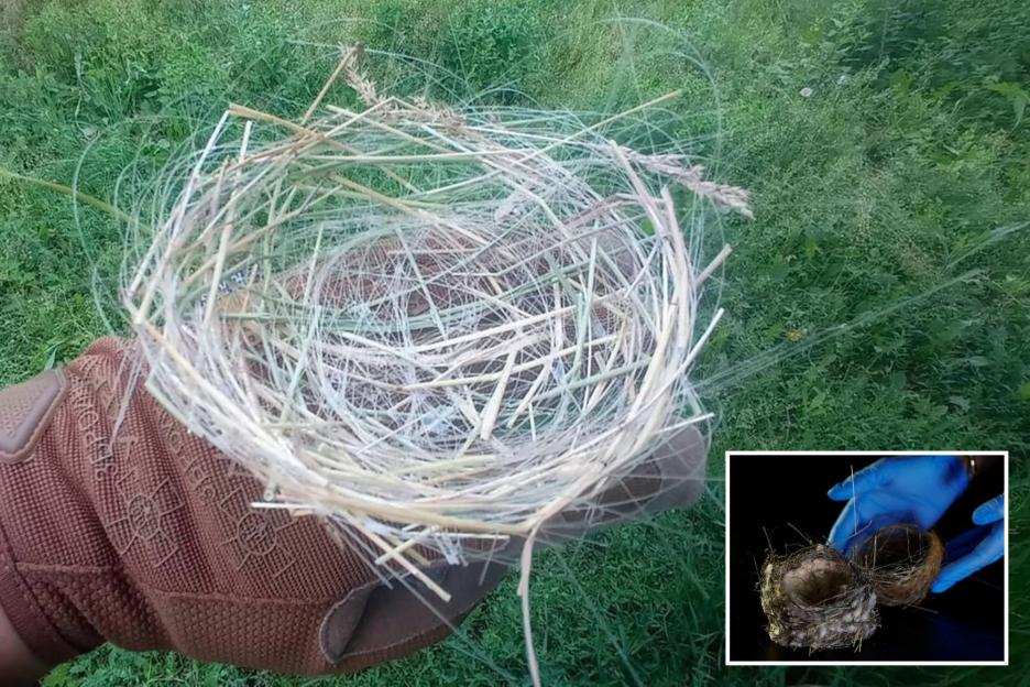 Ukrainian Birds Craft 'Apocalyptic' Nests from Fiber-Optic Drone Cables on the Frontline