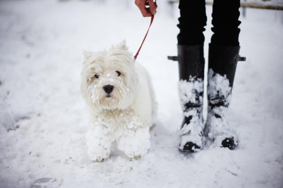 A white West Highland White Terrier with snow on its face and legs, standing next to its owner's snow-covered rubber boots, while being held on a red leash in a snowy outdoor setting.