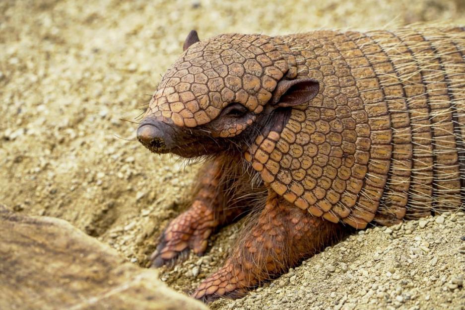 Nine-banded armadillo on sandy ground.