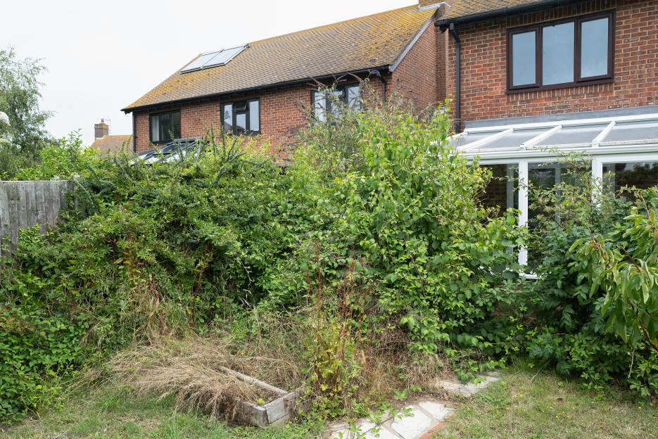 An overgrown garden in front of a brick residential building with a conservatory.