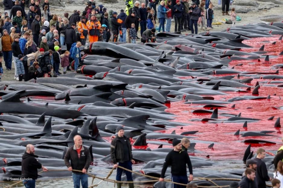 THE parliament of the Faroe Islands has voted unanimously to remove its famous Grindadrap pilot whale slaughter from animal welfare legislation - 24 hours before a further 690 animals were butchered along the islands coastline.