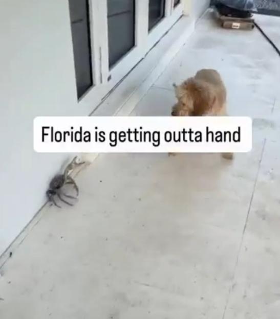 A small dog approaches a large crab on a patio.