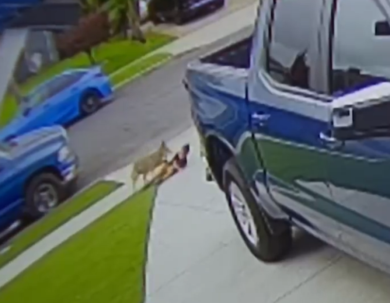 Frightening Encounter: Coyote Attacks 3-Year-Old, Drags Him to the Ground and Bites His Leg as Authorities Search for the Wild Animal