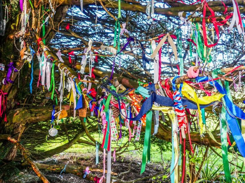 Colorful memorial ribbons tied to a tree.