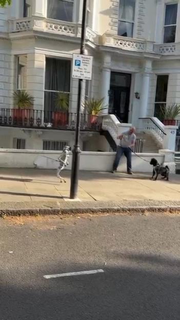 Watch This Dog's Hilarious Showdown with an AI Robot Pup on the Street – Spoiler: He's Not Impressed!