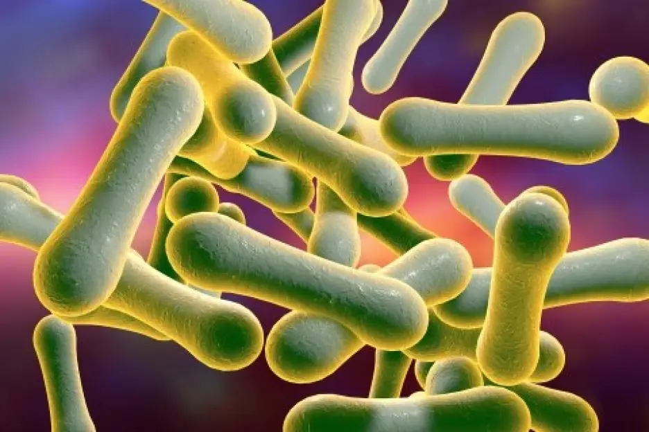 Illustration of Corynebacterium diphtheriae bacteria.