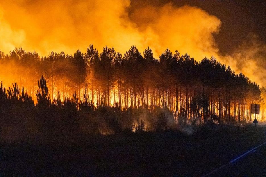 Wildfire raging through a line of pine trees at night, with an orange glow filling the sky.
