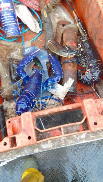 VIDEO: British family shocked to find rare BLUE lobster ¿ a one in two million chance ¿ on beach